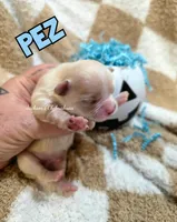 Pez, a male Chihuahua for sale in Wausau, WI – 8 of 10