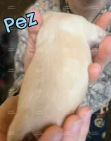 Pez, a male Chihuahua for sale in Wausau, WI – 6 of 10