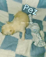 Pez, a male Chihuahua for sale in Wausau, WI – 2 of 10