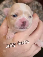 Pez, a male Chihuahua for sale in Wausau, WI – 5 of 10
