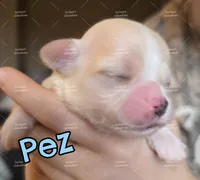 Pez, a male Chihuahua for sale in Wausau, WI – 4 of 10