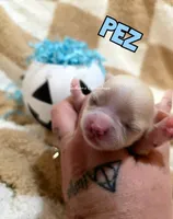 Pez, a male Chihuahua for sale in Wausau, WI – 7 of 10