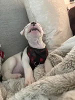 Rocco, a male American Pit Bull Terrier for sale in Palm Coast, FL – 2 of 9