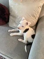 Rocco, a male American Pit Bull Terrier for sale in Palm Coast, FL – 1 of 9