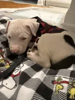 Rocco, a male American Pit Bull Terrier for sale in Palm Coast, FL – 8 of 9