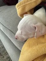 Rocco, a male American Pit Bull Terrier for sale in Palm Coast, FL – 9 of 9