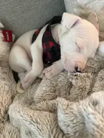 Rocco, a male American Pit Bull Terrier for sale in Palm Coast, FL – 5 of 9