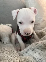 Rocco, a male American Pit Bull Terrier for sale in Palm Coast, FL – 7 of 9