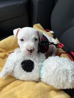 Rocco, a male American Pit Bull Terrier for sale in Palm Coast, FL – 4 of 9