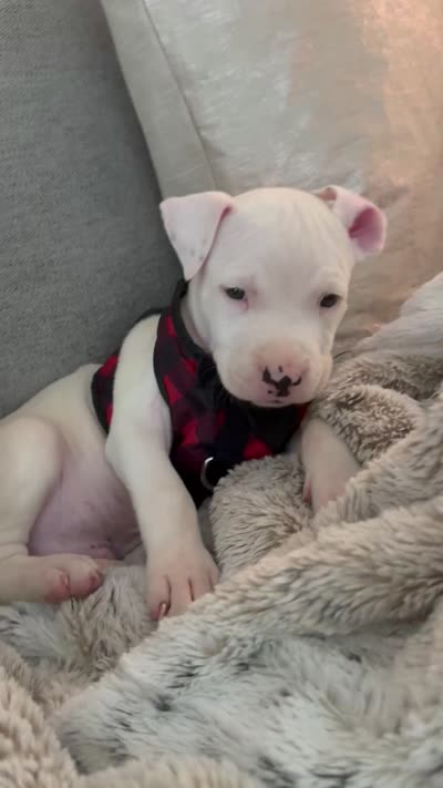Rocco, a male American Pit Bull Terrier for sale in Palm Coast, FL – 6 of 9