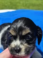 Toby, a male Cocker Spaniel for sale in Bandy, VA – 4 of 4