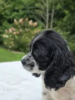Sassy girl , a female Cocker Spaniel for sale in Bandy, VA – 2 of 4