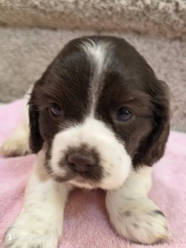 Cookies and Cream  – Cocker Spaniel puppy for sale in Bandy, VA