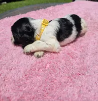 Yellow , a female Cocker Spaniel for sale in Bandy, VA – 3 of 3