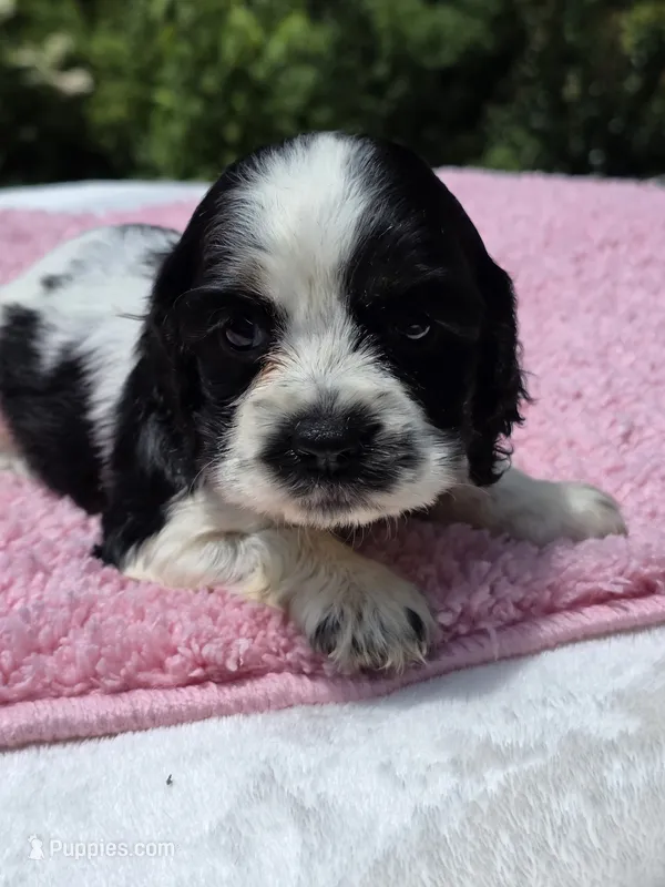 Yellow  – Cocker Spaniel puppy for sale in Bandy, VA