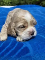 Sweet Boy, a female Cocker Spaniel for sale in Bandy, VA – 3 of 4