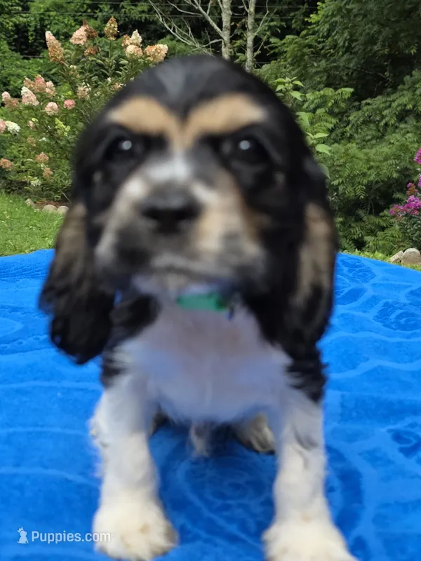 Toby – Cocker Spaniel puppy for sale in Bandy, VA