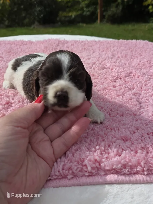 Cookies and Cream  – Cocker Spaniel puppy for sale in Bandy, VA
