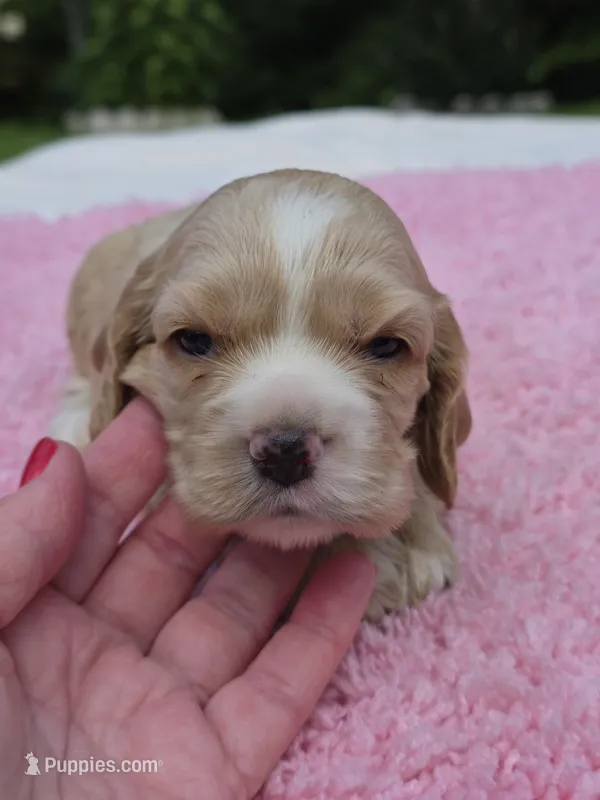 Green girl – Cocker Spaniel puppy for sale in Bandy, VA