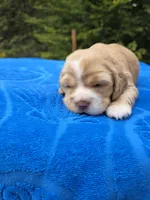 Johnny , a male Cocker Spaniel for sale in Bandy, VA – 2 of 4