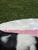 Pink Bw, a female Cocker Spaniel for sale in Bandy, VA – 3 of 3