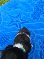 Toby, a male Cocker Spaniel for sale in Bandy, VA – 2 of 4