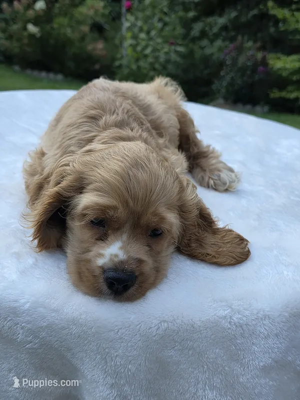 Honey Bunnie – Cocker Spaniel puppy for sale in Bandy, VA
