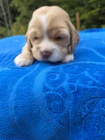 Johnny , a male Cocker Spaniel for sale in Bandy, VA – 3 of 4