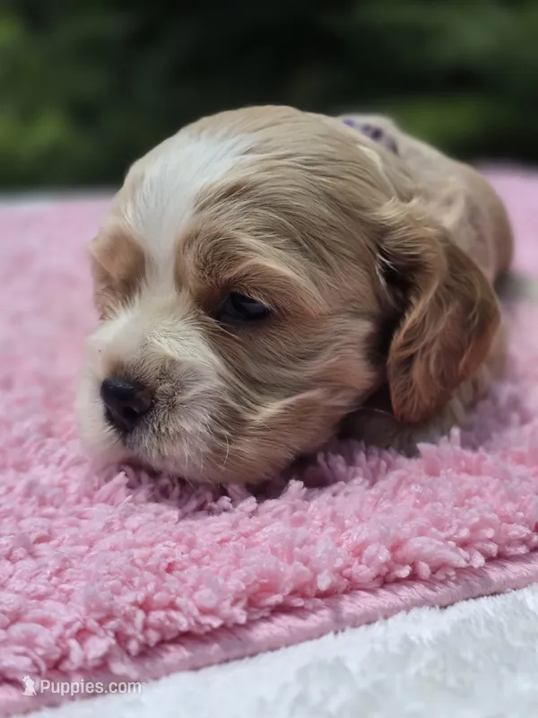 Purple girl – Cocker Spaniel puppy for sale in Bandy, VA