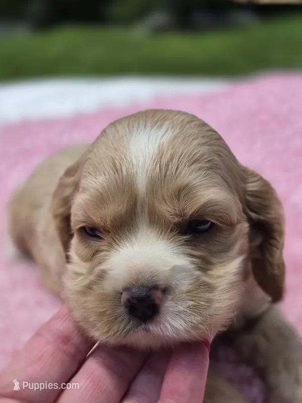 Green girl – Cocker Spaniel puppy for sale in Bandy, VA