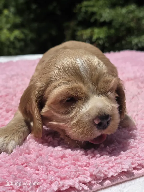 Orange Girl – Cocker Spaniel puppy for sale in Bandy, VA