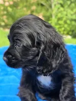 Black boy, a male Cocker Spaniel for sale in Bandy, VA – 3 of 4