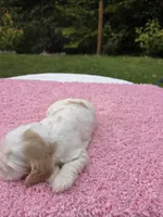 Robin , a female Cocker Spaniel for sale in Bandy, VA – 4 of 4