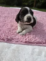 Cookies and Cream , a female Cocker Spaniel for sale in Bandy, VA – 2 of 3