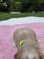 Green girl, a female Cocker Spaniel for sale in Bandy, VA – 4 of 4