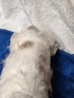 Toby, a male Cocker Spaniel for sale in Bandy, VA – Photo 3 of 3