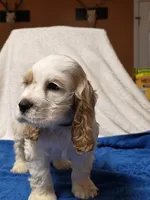 Toby, a male Cocker Spaniel for sale in Bandy, VA – Photo 2 of 3