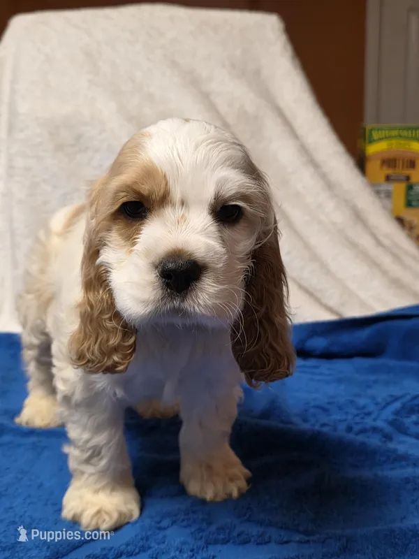 Toby, a male Cocker Spaniel for sale in Bandy, VA – Photo 1 of 3
