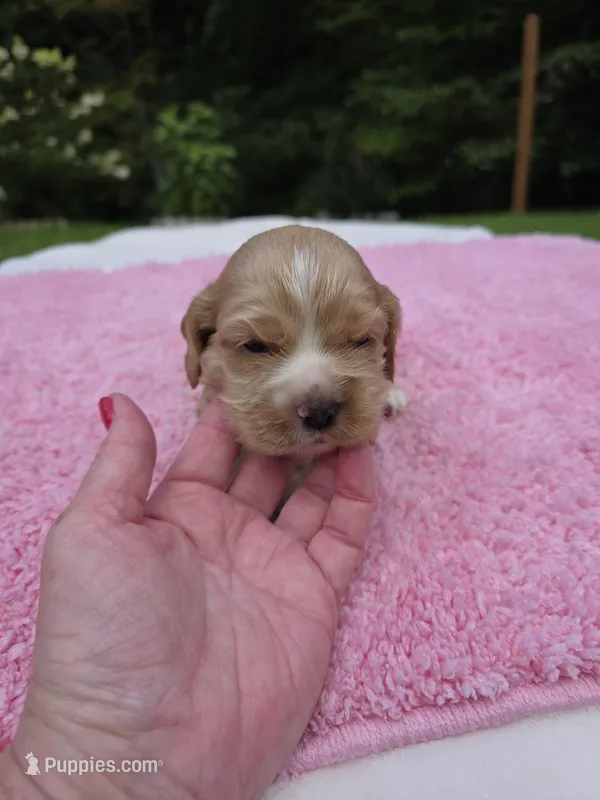 Orange Girl – Cocker Spaniel puppy for sale in Bandy, VA
