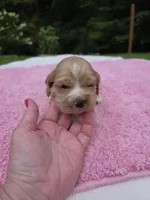 Orange Girl, a female Cocker Spaniel for sale in Bandy, VA – 1 of 3