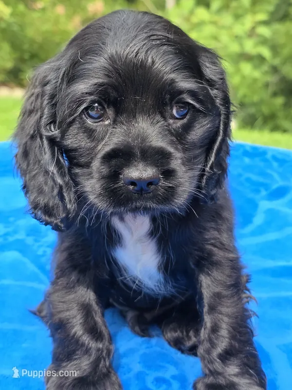 Black boy – Cocker Spaniel puppy for sale in Bandy, VA
