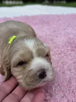 Green girl, a female Cocker Spaniel for sale in Bandy, VA – 3 of 4