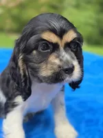 Toby, a male Cocker Spaniel for sale in Bandy, VA – 3 of 4