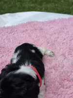 Red BW girl , a female Cocker Spaniel for sale in Bandy, VA – 4 of 4