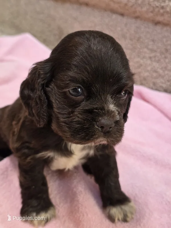 White feet – Cocker Spaniel puppy for sale in Bandy, VA