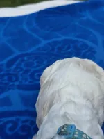 Light Blue , a female Cocker Spaniel for sale in Bandy, VA – 4 of 4