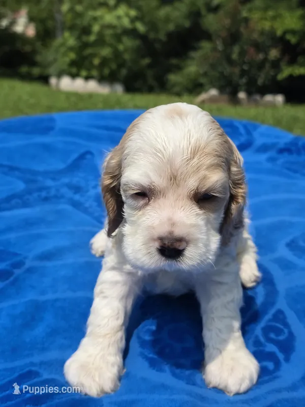 Light Blue  – Cocker Spaniel puppy for sale in Bandy, VA