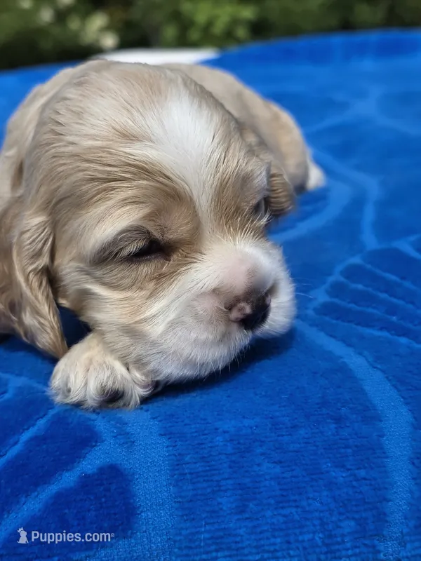Sweet Boy – Cocker Spaniel puppy for sale in Bandy, VA