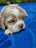 Sweet Boy, a female Cocker Spaniel for sale in Bandy, VA – 1 of 4