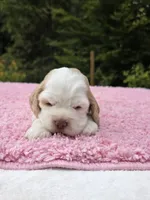 Robin , a female Cocker Spaniel for sale in Bandy, VA – 2 of 4